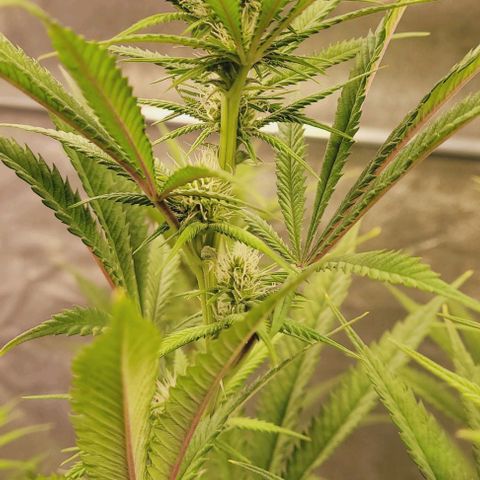 Lockdown Kloni growlog timeline photo