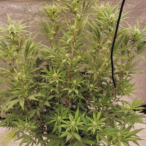 Lockdown Kloni growlog timeline photo
