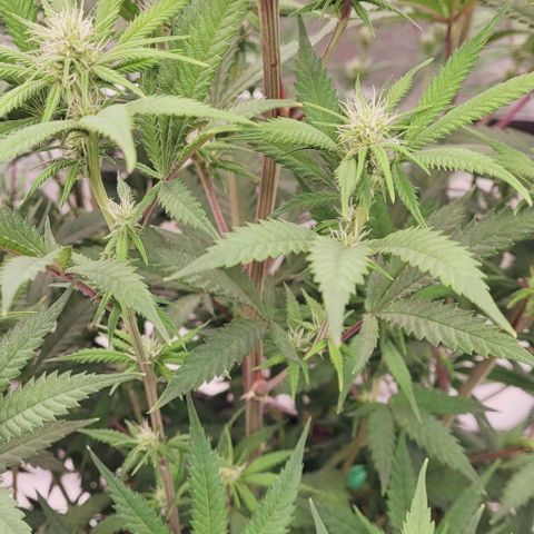 Lockdown Kloni growlog timeline photo