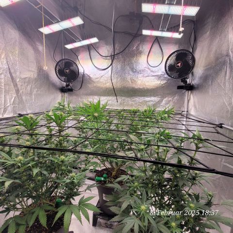 Lockdown Kloni growlog timeline photo