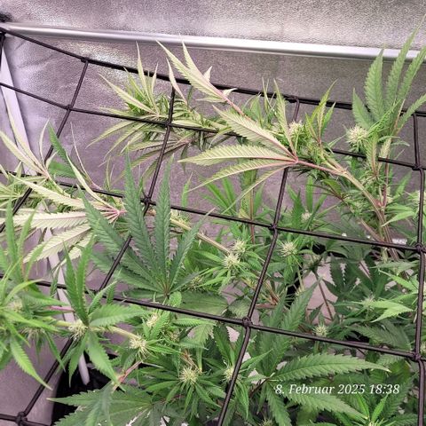 Lockdown Kloni growlog timeline photo
