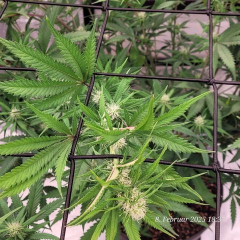 Lockdown Kloni growlog timeline photo
