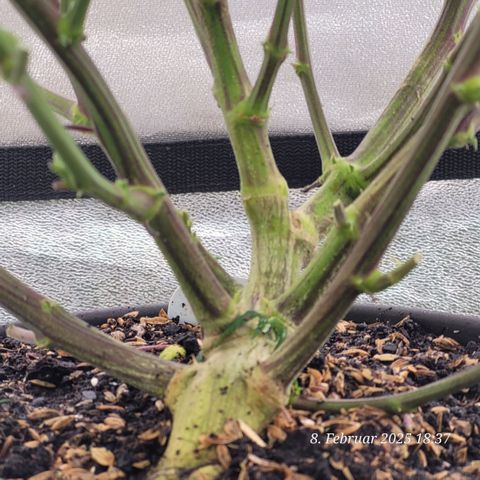 Lockdown Kloni growlog timeline photo