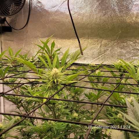 Lockdown Kloni growlog timeline photo