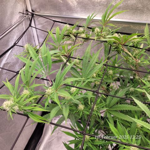 Lockdown Kloni growlog timeline photo