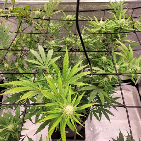Lockdown Kloni growlog timeline photo