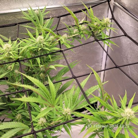 Lockdown Kloni growlog timeline photo