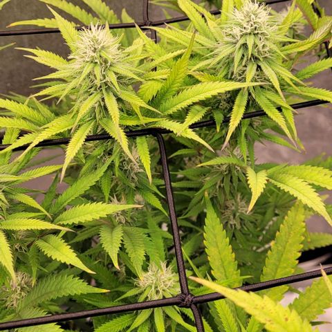 Lockdown Kloni growlog timeline photo