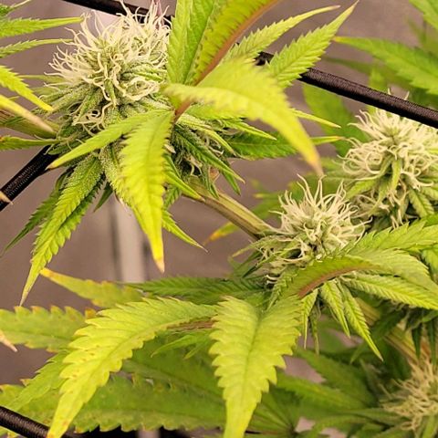 Lockdown Kloni growlog timeline photo