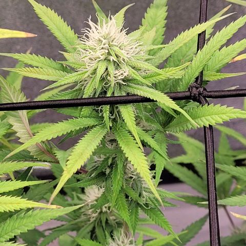 Lockdown Kloni growlog timeline photo