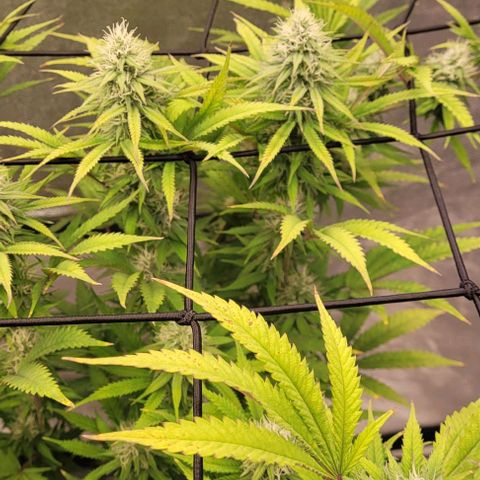 Lockdown Kloni growlog timeline photo