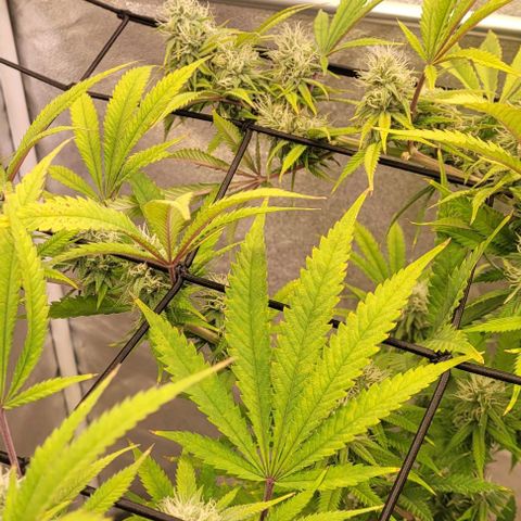 Lockdown Kloni growlog timeline photo