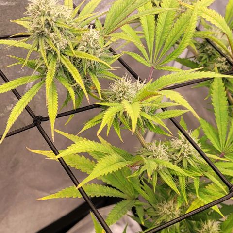 Lockdown Kloni growlog timeline photo