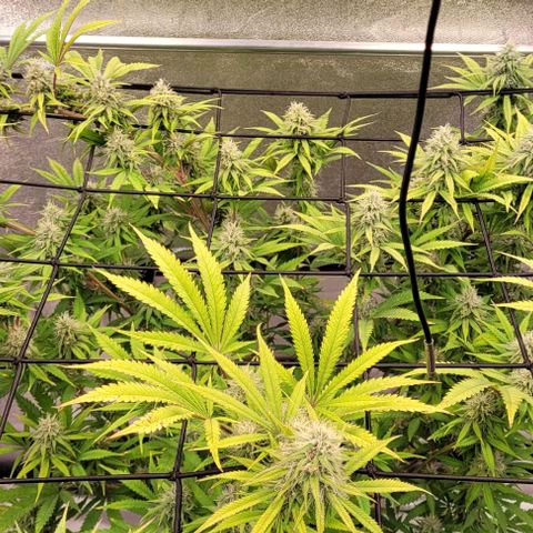 Lockdown Kloni growlog timeline photo
