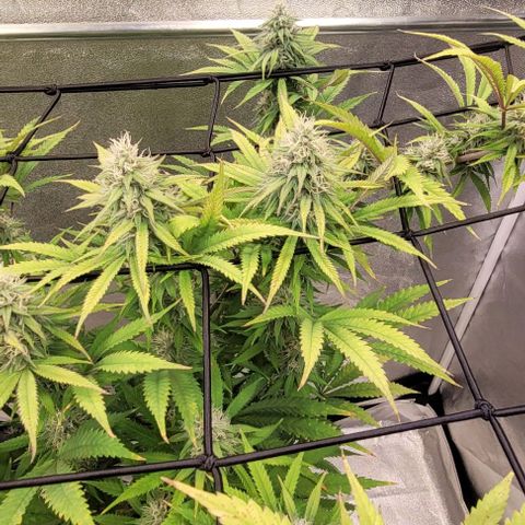Lockdown Kloni growlog timeline photo