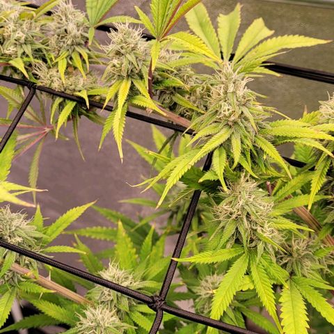 Lockdown Kloni growlog timeline photo
