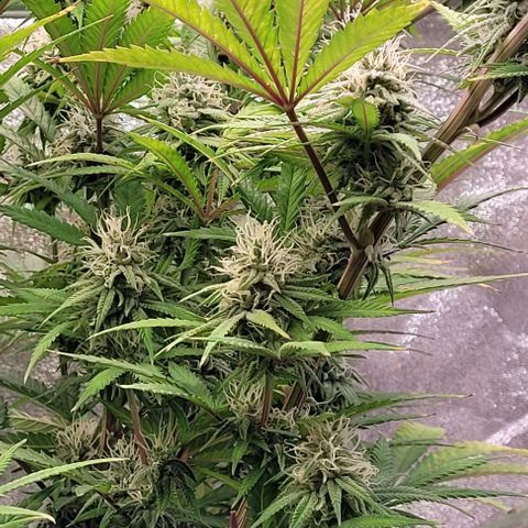 Lockdown Kloni growlog timeline photo