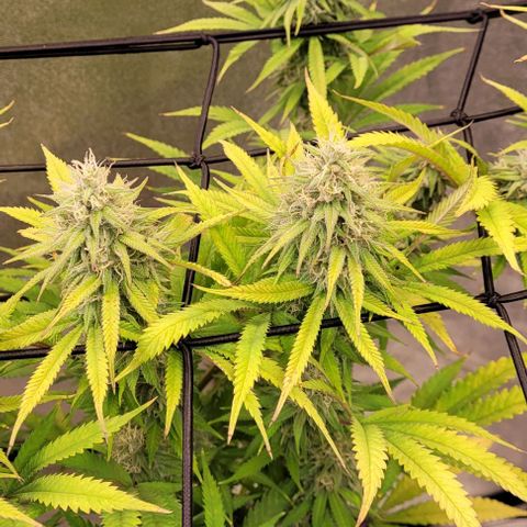 Lockdown Kloni growlog timeline photo