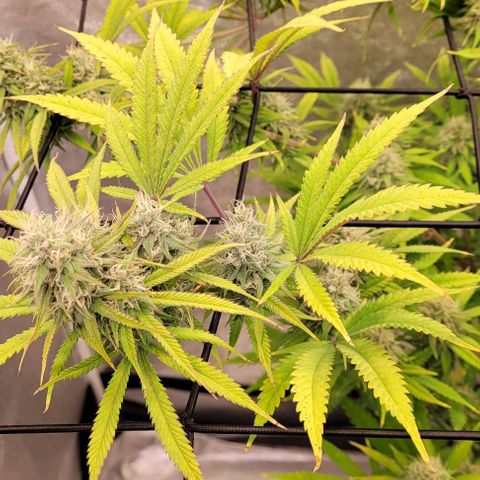 Lockdown Kloni growlog timeline photo