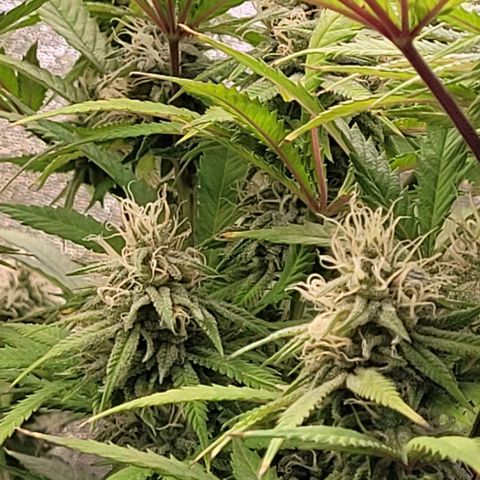 Lockdown Kloni growlog timeline photo