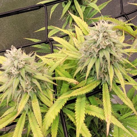 Lockdown Kloni growlog timeline photo