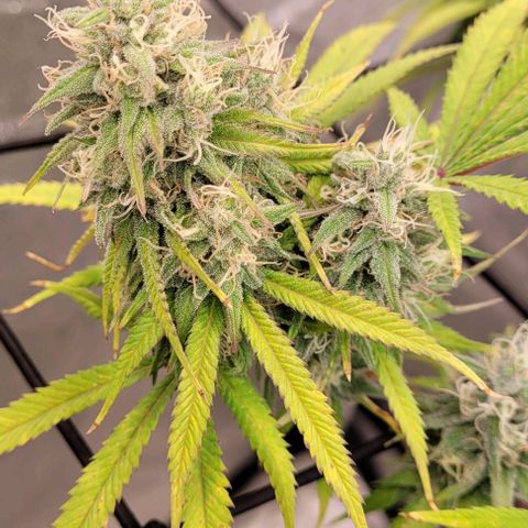 Lockdown Kloni growlog timeline photo