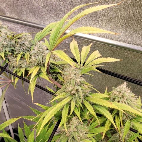 Lockdown Kloni growlog timeline photo