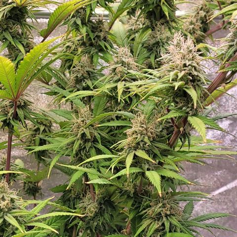 Lockdown Kloni growlog timeline photo