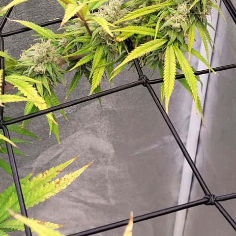 Lockdown Kloni growlog timeline photo