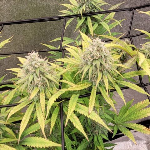 Lockdown Kloni growlog timeline photo