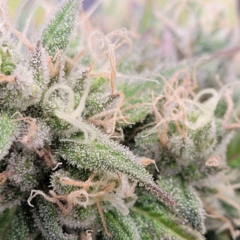 Lockdown Kloni growlog timeline photo