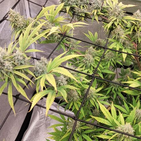 Lockdown Kloni growlog timeline photo
