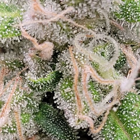 Lockdown Kloni growlog timeline photo
