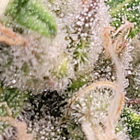 Lockdown Kloni growlog timeline photo