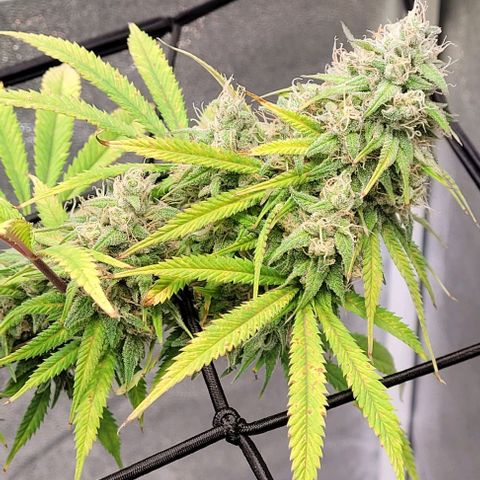 Lockdown Kloni growlog timeline photo