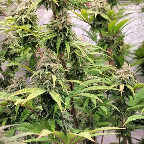 Lockdown Kloni growlog timeline photo