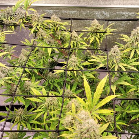 Lockdown Kloni growlog timeline photo