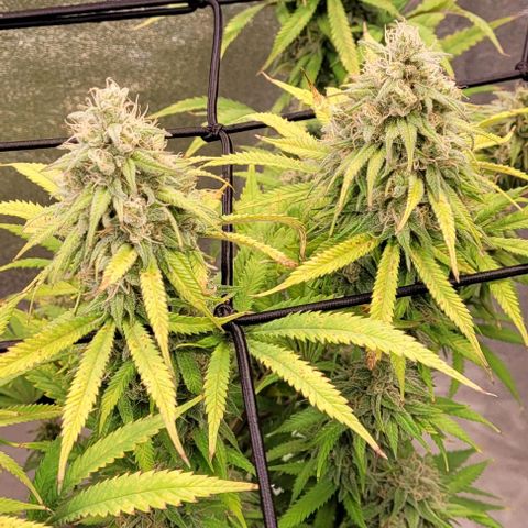 Lockdown Kloni growlog timeline photo