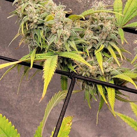 Lockdown Kloni growlog timeline photo