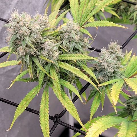 Lockdown Kloni growlog timeline photo