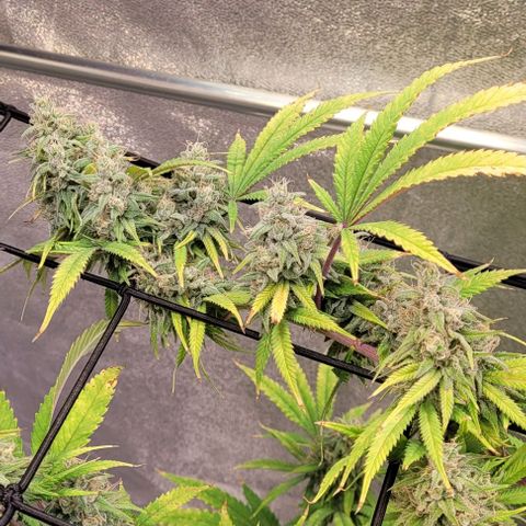Lockdown Kloni growlog timeline photo