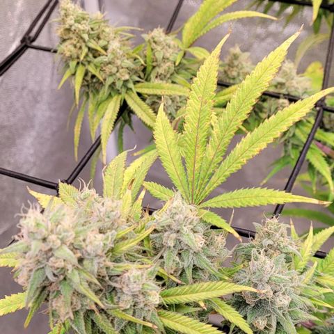 Lockdown Kloni growlog timeline photo