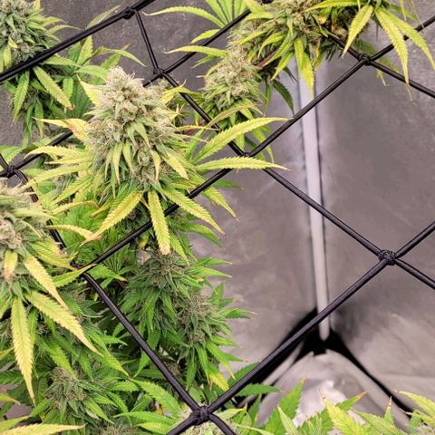 Lockdown Kloni growlog timeline photo