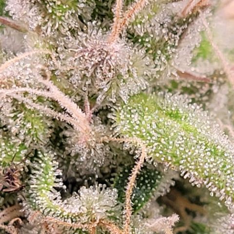 Lockdown Kloni growlog timeline photo