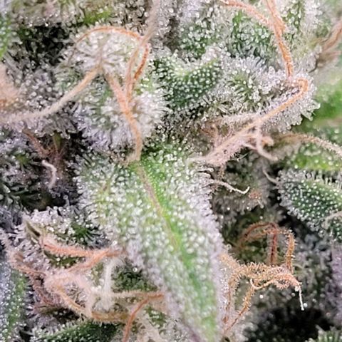 Lockdown Kloni growlog timeline photo