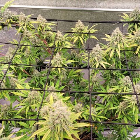 Lockdown Kloni growlog timeline photo