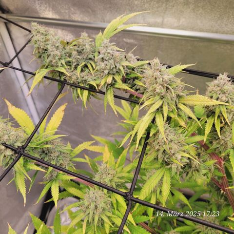 Lockdown Kloni growlog timeline photo