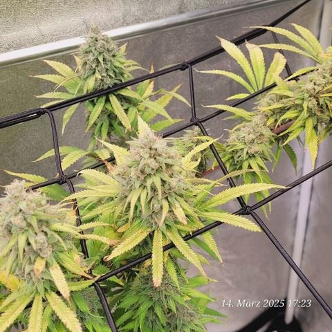 Lockdown Kloni growlog timeline photo