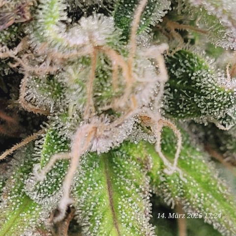 Lockdown Kloni growlog timeline photo
