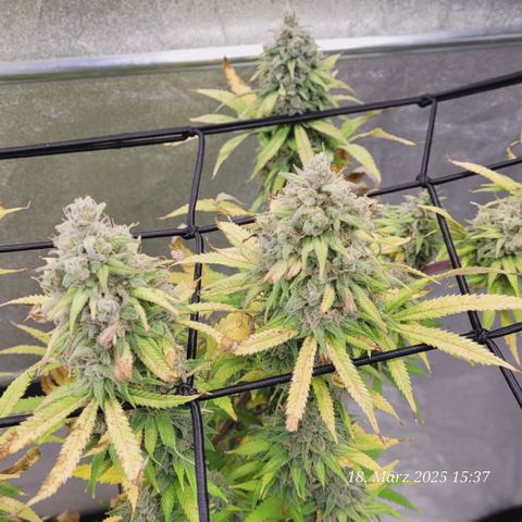 Lockdown Kloni growlog timeline photo